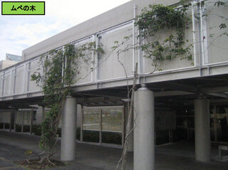 ムベの木の写真