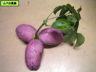 ムベの果実の写真